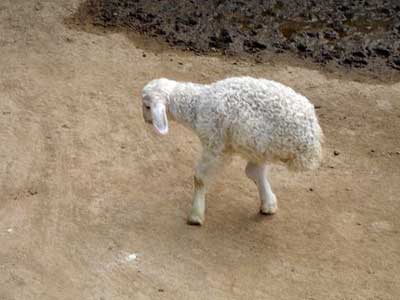 В Китае живет двуногая овечка