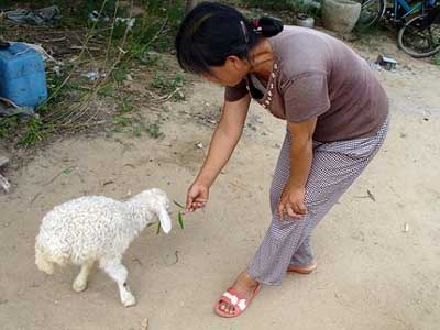 В Китае живет двуногая овечка
