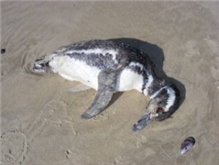 Массовая гибель пингвинов