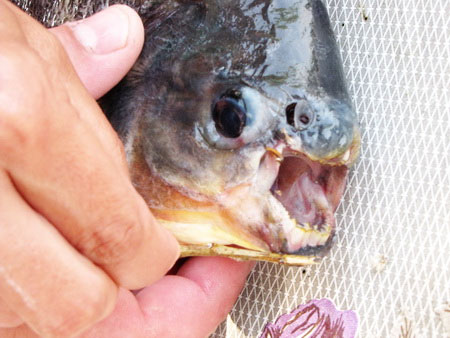 На Украине рыбак поймал странную рыбу