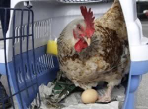 Петух на ферме в Италии начал нести яйца