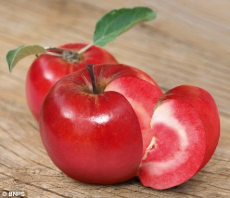 Скрестили яблоко с помидором