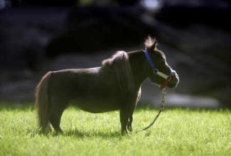 В Великобритании родился вероятно самый маленький конь в мире