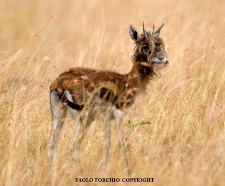 В Кении обнаружили лохматую антилопу