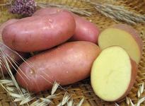 Индийские генетики вырастили генномодифицированный мясной картофель