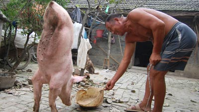 В Китае живет свинья умеющая ходить на двух ногах