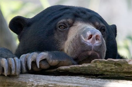 Малайский медведь или бируанг.