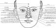  Проекция внутренних органов и участков тела на лице