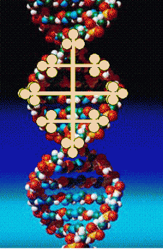 ДНК и символ веры