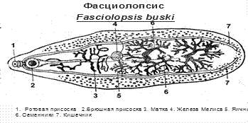 Фасциолопсис (Fasciolopsis)