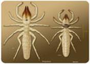    (Solifugae)