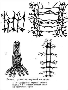 Филогенез нервной системы