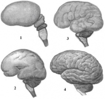 Особенности морфо-функциональных преобразований головного мозга человека после рождения
