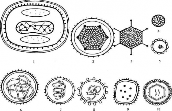 Морфология вирусов