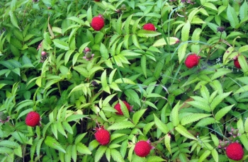 Полезная ягода малина. Финский гибрид
