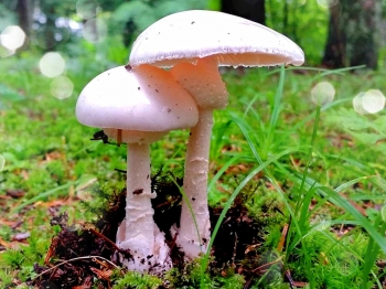 Высокотоксичные грибы, поражающие внутренние органы с резко выраженным плазмолитическим эффектом.